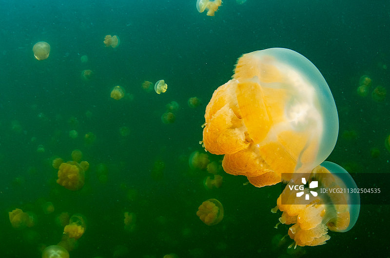 smooth jellyfish图片素材