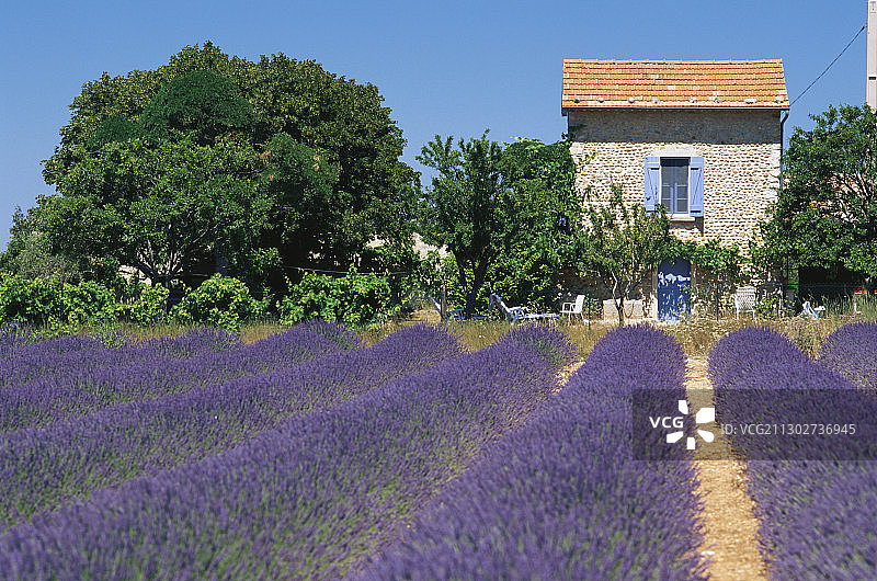 阳光下的薰衣草田和房子，法国，普罗旺斯，法国，欧洲图片素材