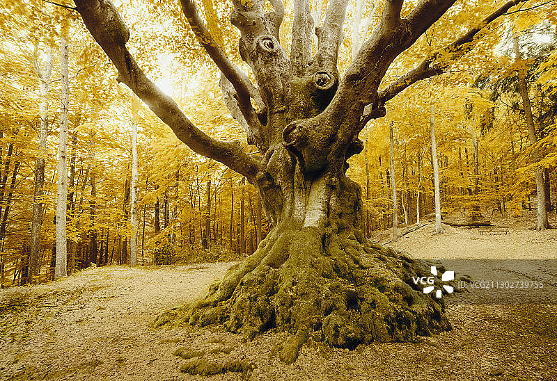森林中的一棵山毛榉树，约300岁，德国北莱恩威斯特伐利亚图片素材
