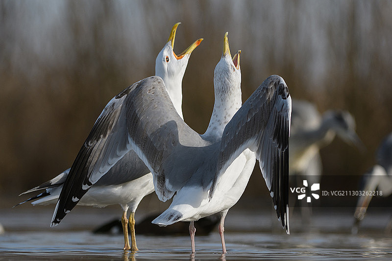 特写鸟类栖息在湖泊上，匈牙利Csanytelek图片素材