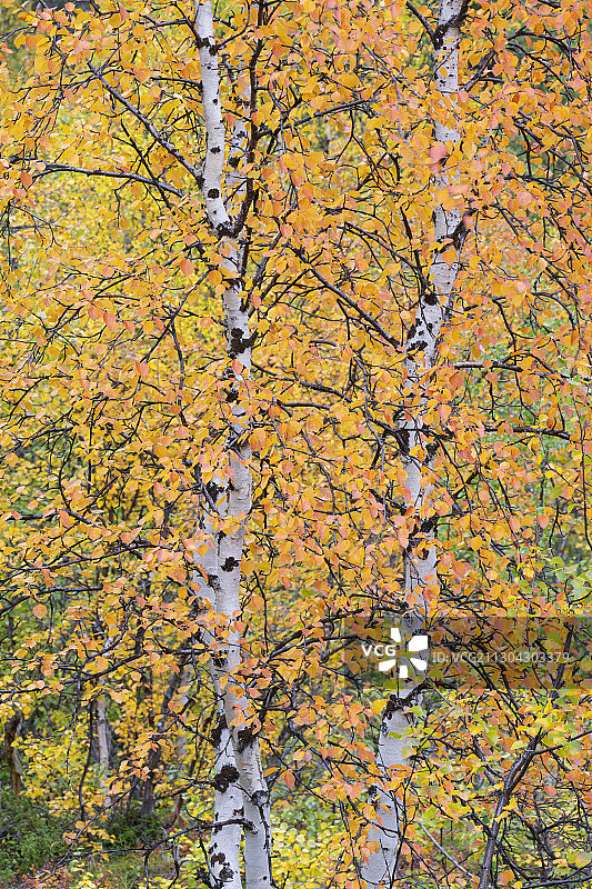 瑞典，拉普兰，诺博顿，阿比斯科国家公园，山上桦树的秋色图片素材