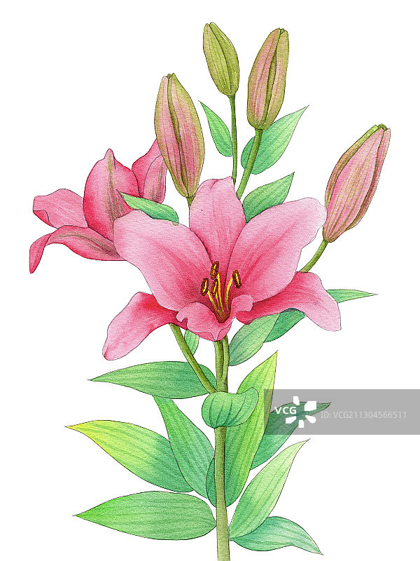手绘水彩植物花卉香水百合素材插画图片素材