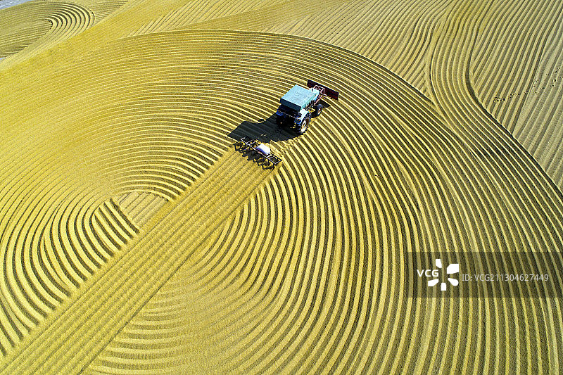 中国江苏苏北平原丰收的金色稻谷图片素材