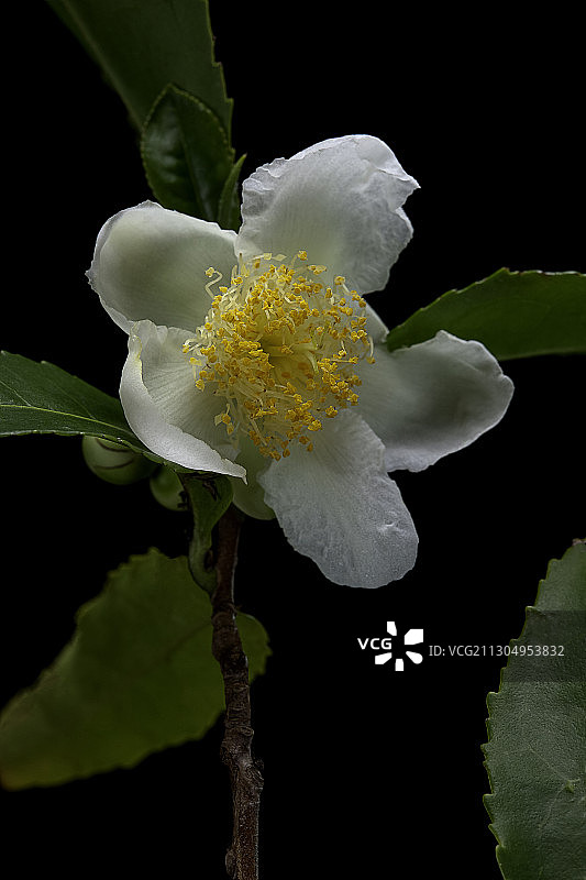 茶树(Camellia sinensis;茶)——花图片素材