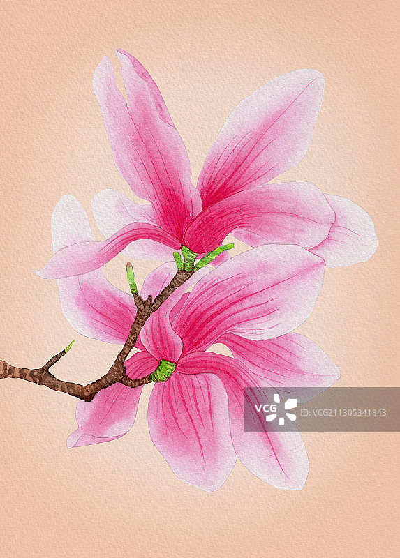 手绘水彩植物花卉玉兰花辛夷花素材插画图片素材