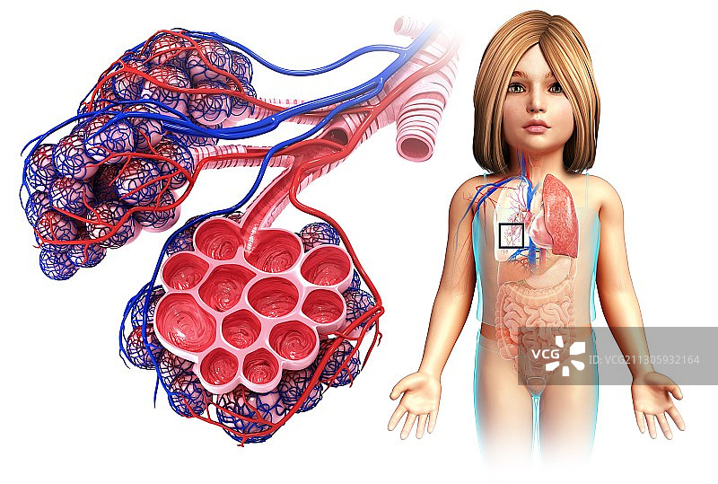 儿童肺泡和毛细血管，插图图片素材