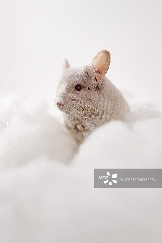 棉花团里可爱的小龙猫图片素材