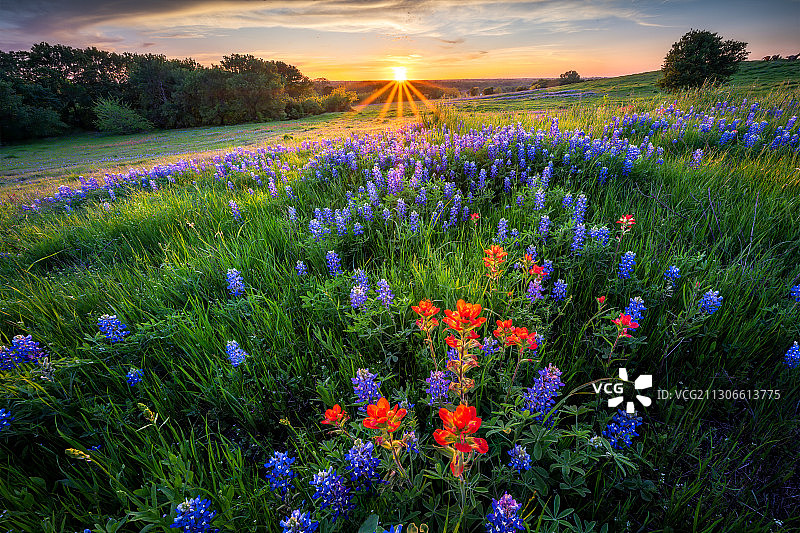 日落时分的德州矢车菊，恩尼斯，美国，德州，美国图片素材