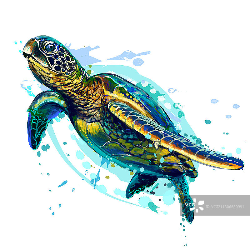 海龟写实艺术彩绘图片素材