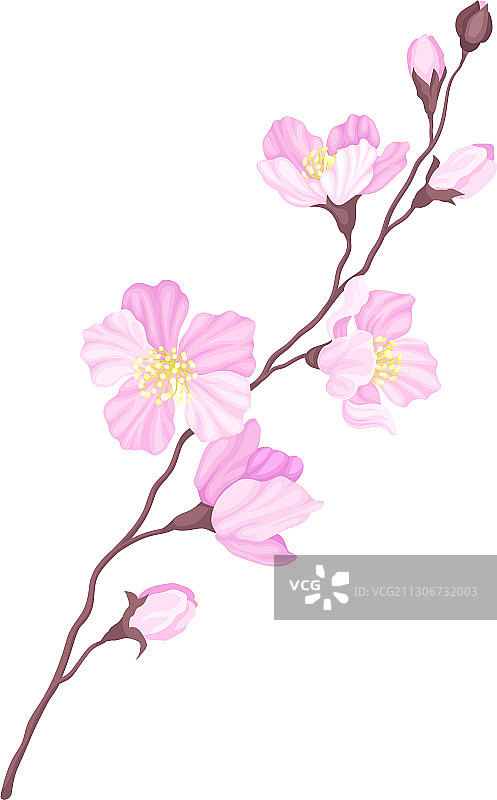 枝上盛开着粉红色的樱花图片素材
