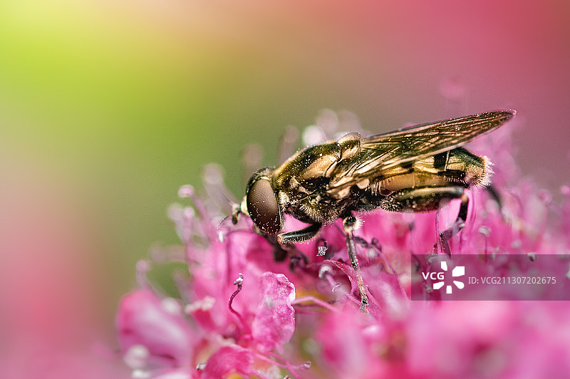 粉红色花朵上的昆虫特写图片素材