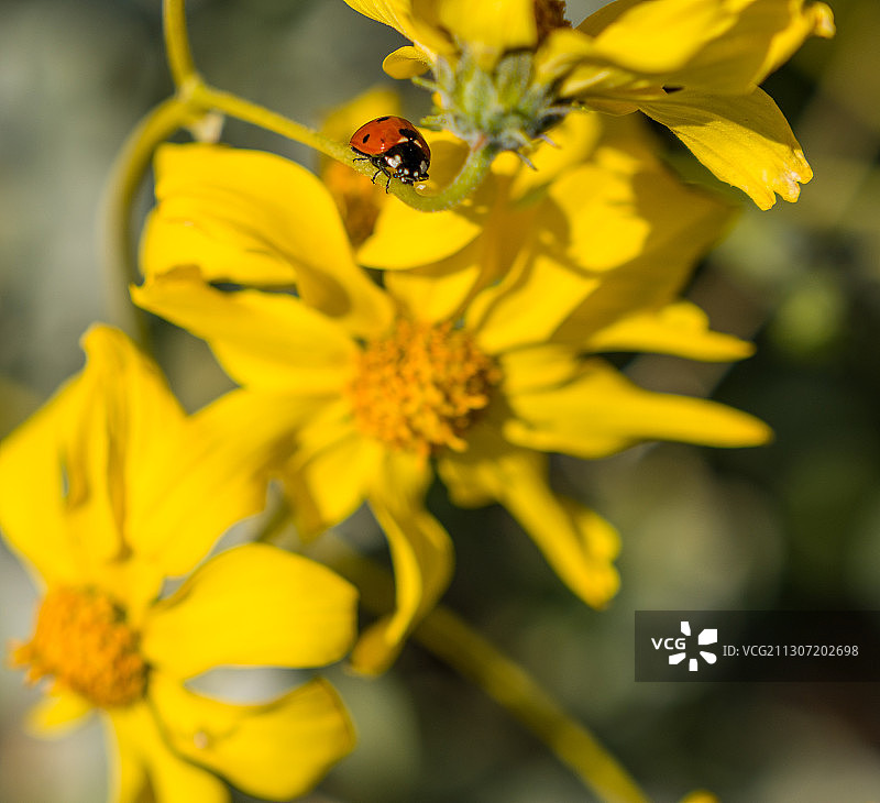 瓢虫在黄花上的特写图片素材