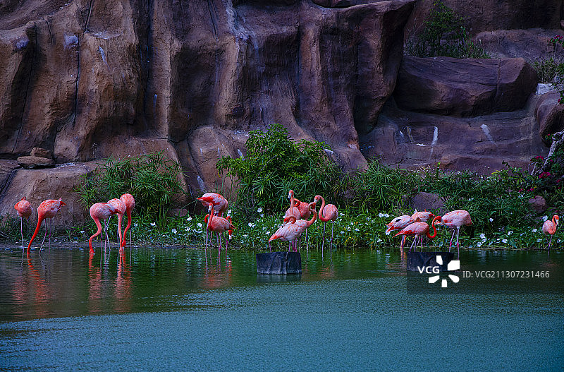 越南芽庄珍珠岛乐园湖泊觅食火烈鸟图片素材