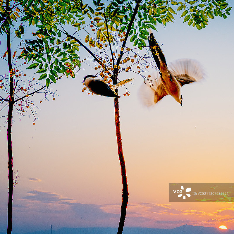 晚霞中的楝树上两只啄食楝子儿的喜鹊图片素材