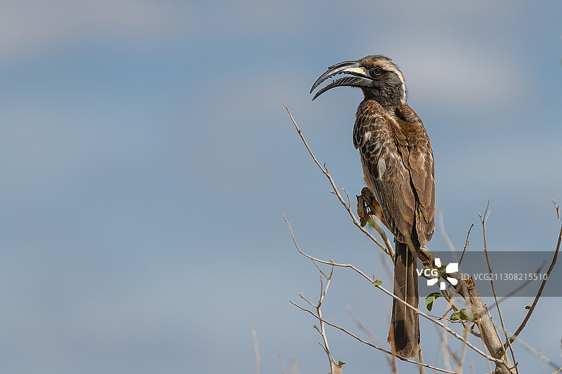 鸟瞰栖息在树枝上的低角度对天空，巴巴提，Manyara地区，坦桑尼亚图片素材