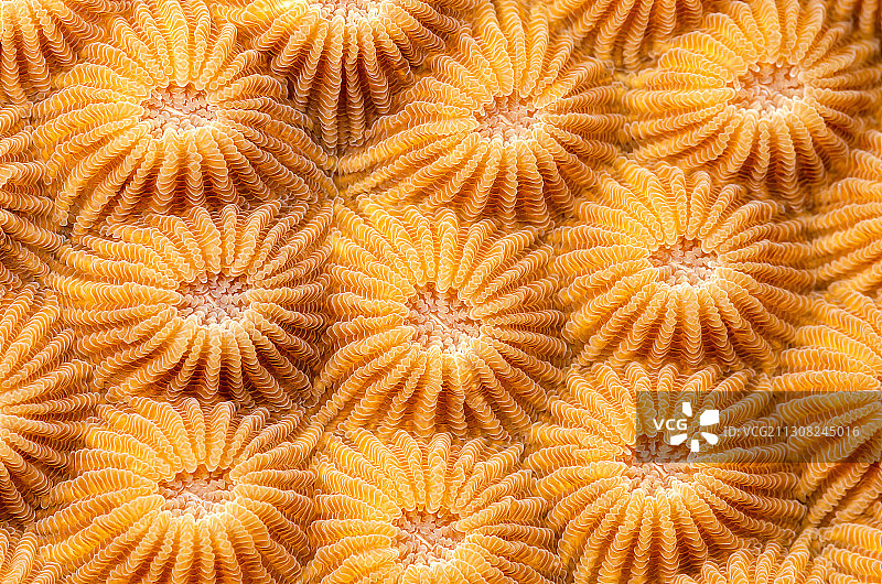 全框拍摄的橘子水果，高涛，泰国图片素材