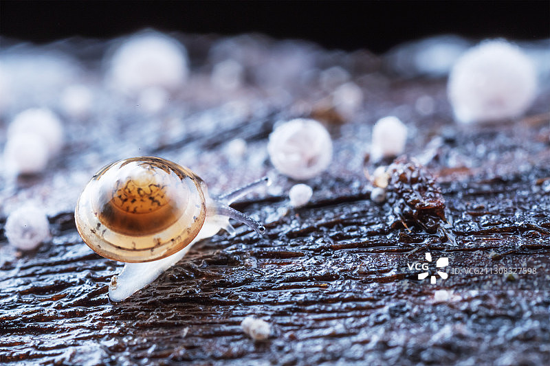 蜗牛与真菌图片素材
