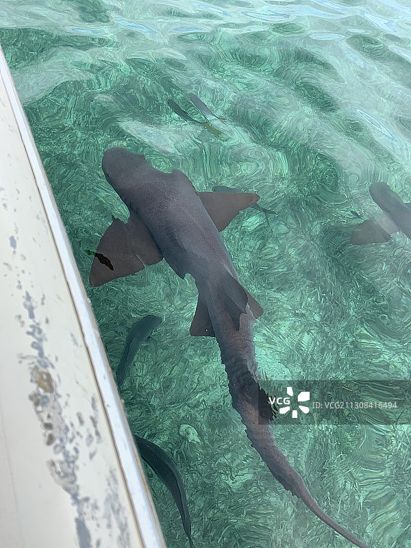 高角度的鲨鱼在海里游泳，伯利兹图片素材