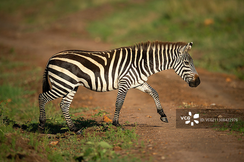 侧面的平原伯切尔斑马走在田野上，奥罗索关，坦桑尼亚图片素材