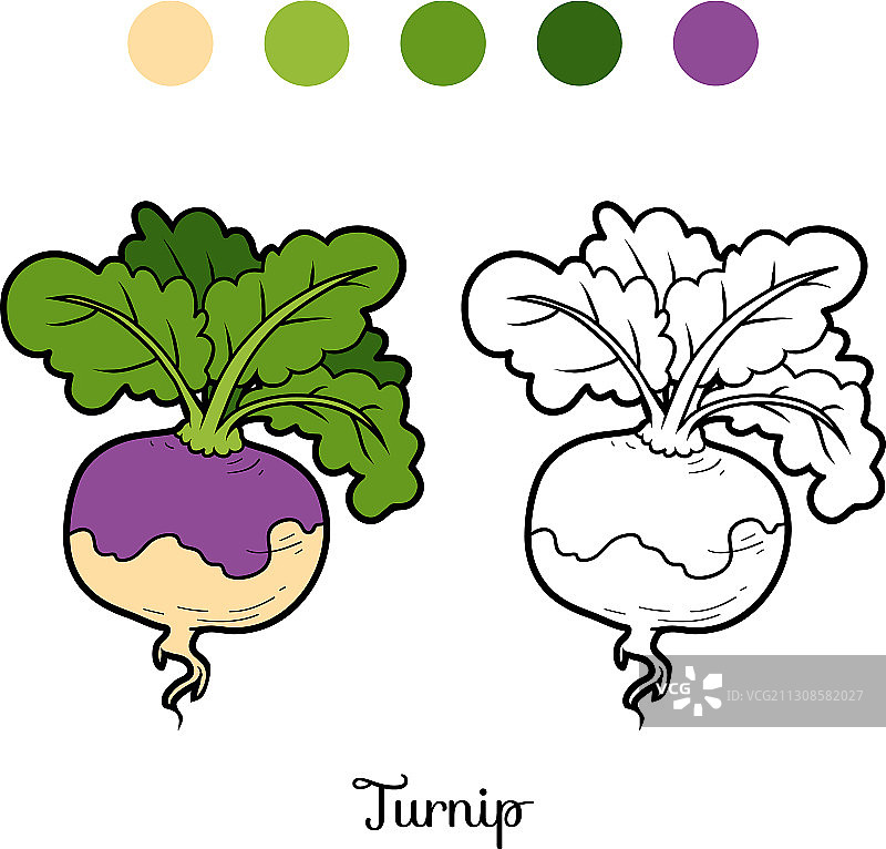 涂色书蔬菜萝卜图片素材