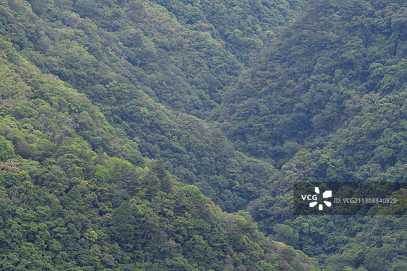 台湾巴陵拉拉山森林保护区图片素材
