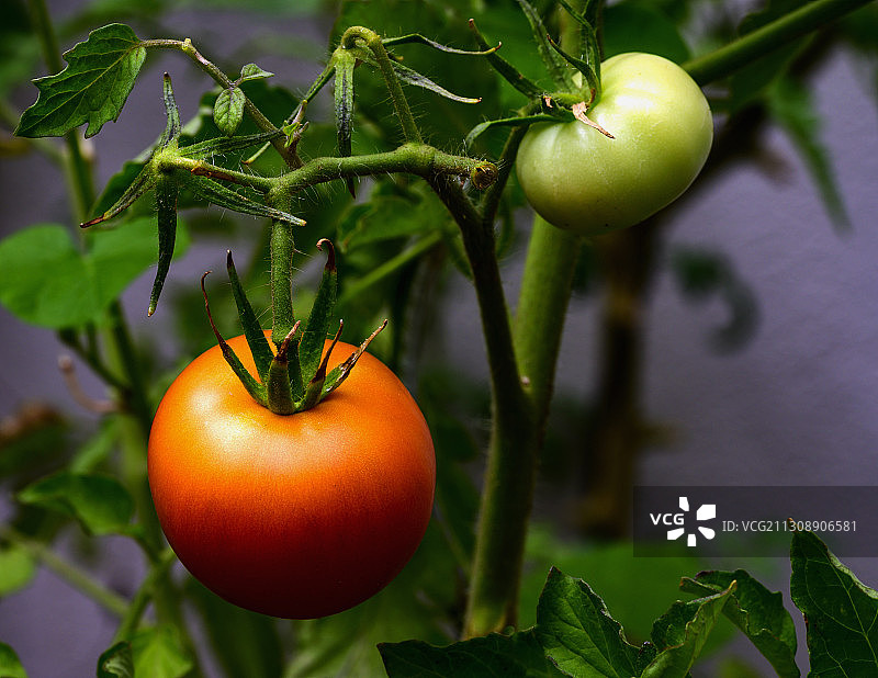 西红柿生长在植物上的特写，法国蒙彼利埃图片素材