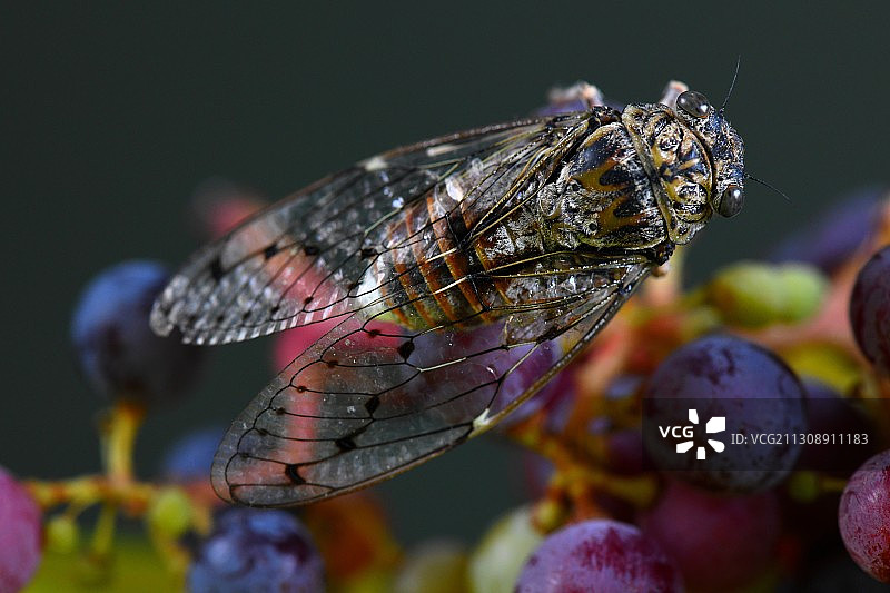 法国植物上的昆虫特写图片素材