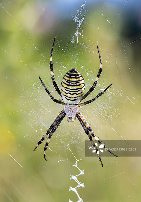 蜘蛛网上的蜘蛛特写，波兰Wiata图片素材