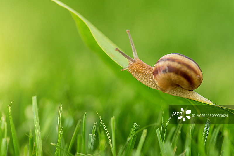 保加利亚科斯廷布罗德草地上蜗牛的特写图片素材