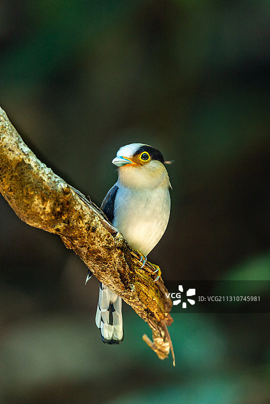 栖息于热带、亚热带地区，小巧可爱的银胸丝冠鸟图片素材
