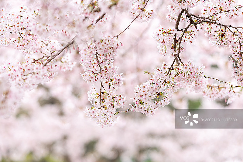 春天公园里盛开的白色日本樱花图片素材
