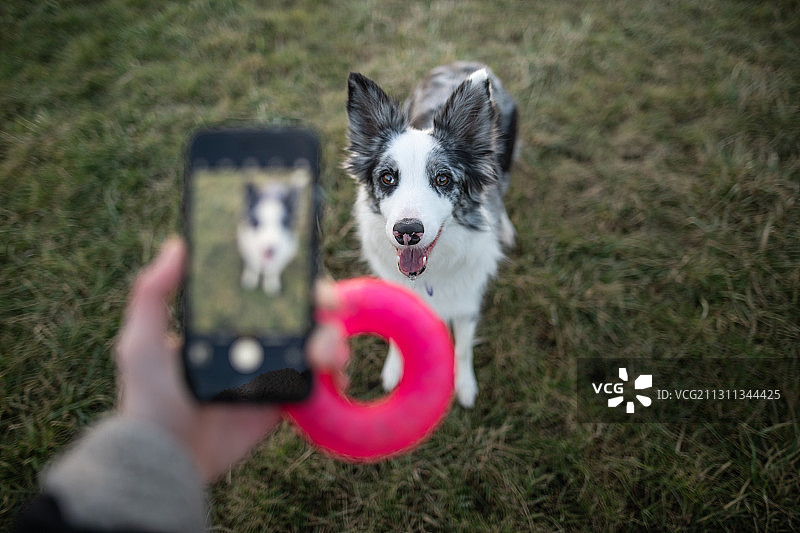 波兰，用智能手机给一只狗拍照图片素材