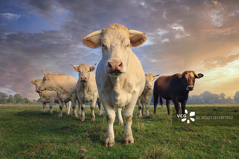 法国，奶牛站在田野上，对着天空图片素材