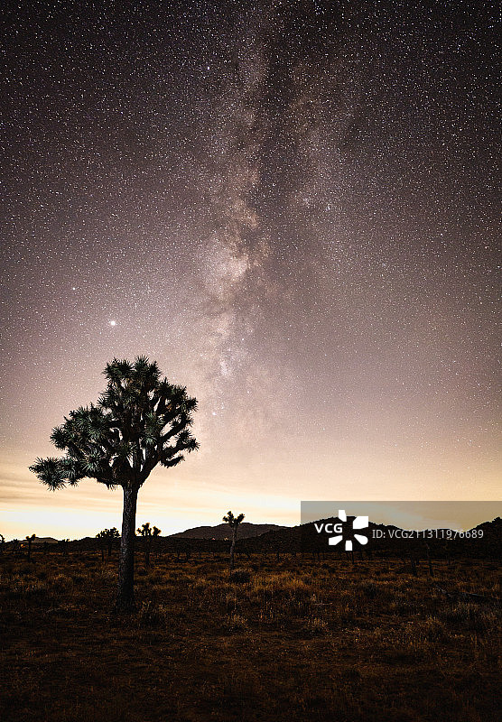 美国加州约书亚树国家公园，夜间天空中树木的剪影图片素材