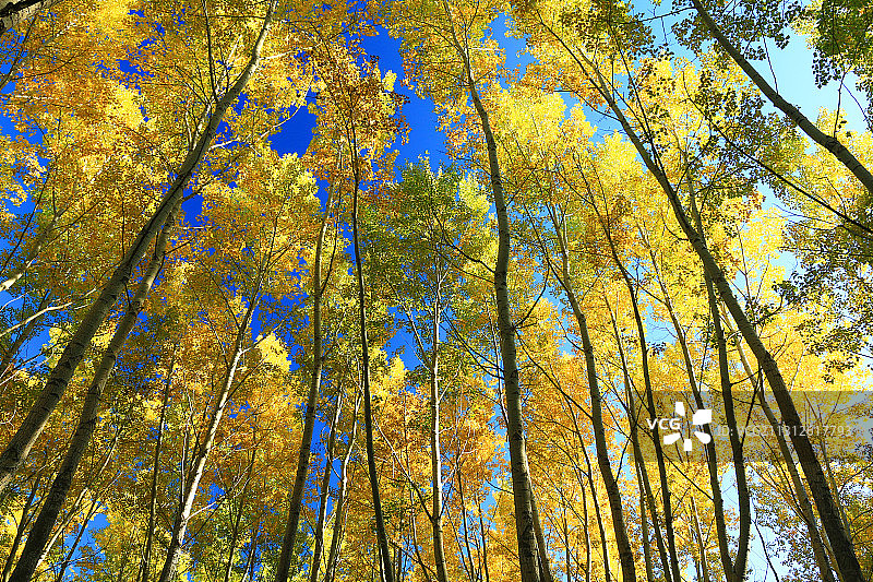秋日金色小树林图片素材