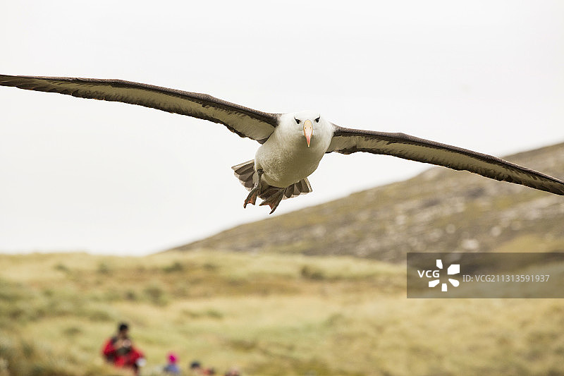 在福克兰群岛的西点岛上，一只黑眉信天翁(Thalassarche melanophris)正飞过一群信天翁和跳岩企鹅的筑巢群。图片素材