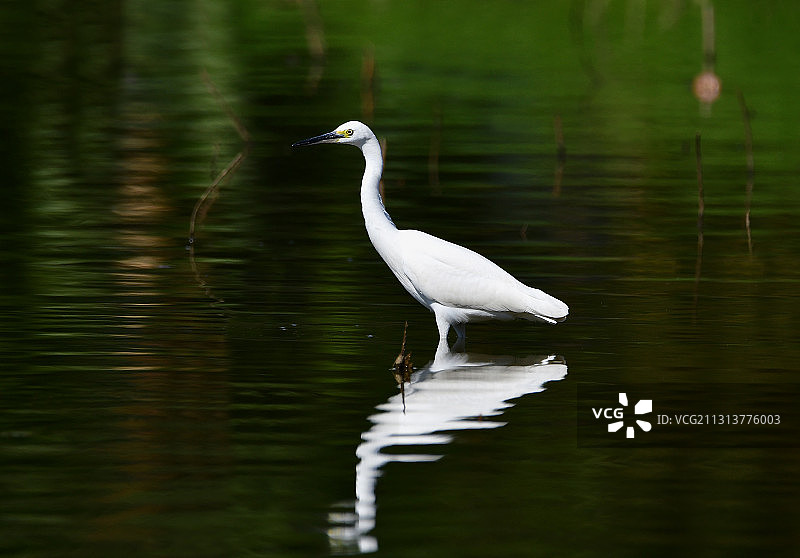 洪湖公园里的小白鹭图片素材