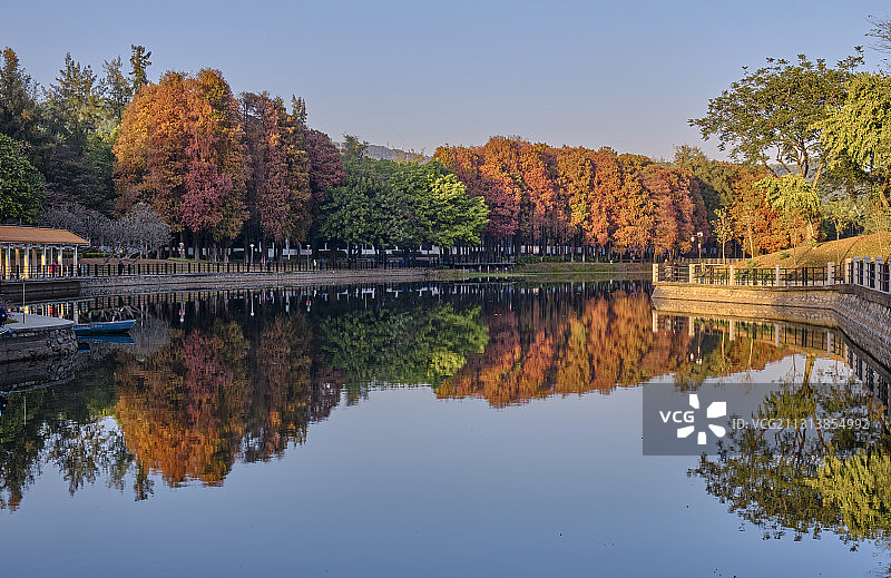 中国广州麓湖公园湖畔树林黄叶秋景图片素材