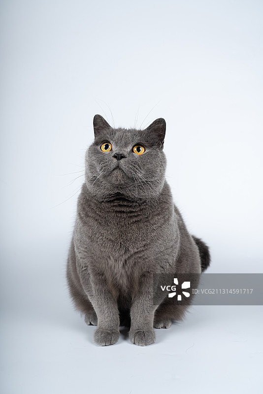 萌宠英国短毛猫蓝猫肖像特写图片素材