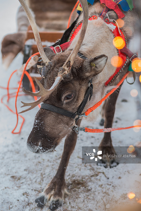 芬兰罗瓦涅米圣诞老人村驯鹿图片素材