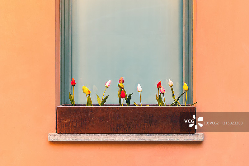 彩色窗台上盆栽郁金香的特写，意大利，意大利图片素材
