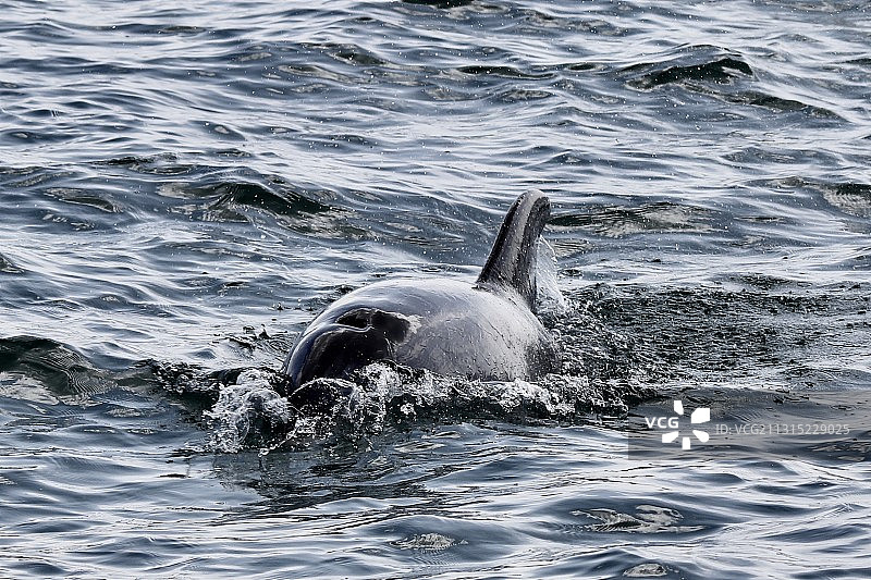 高角度的海豚游泳在大海，葡萄牙图片素材