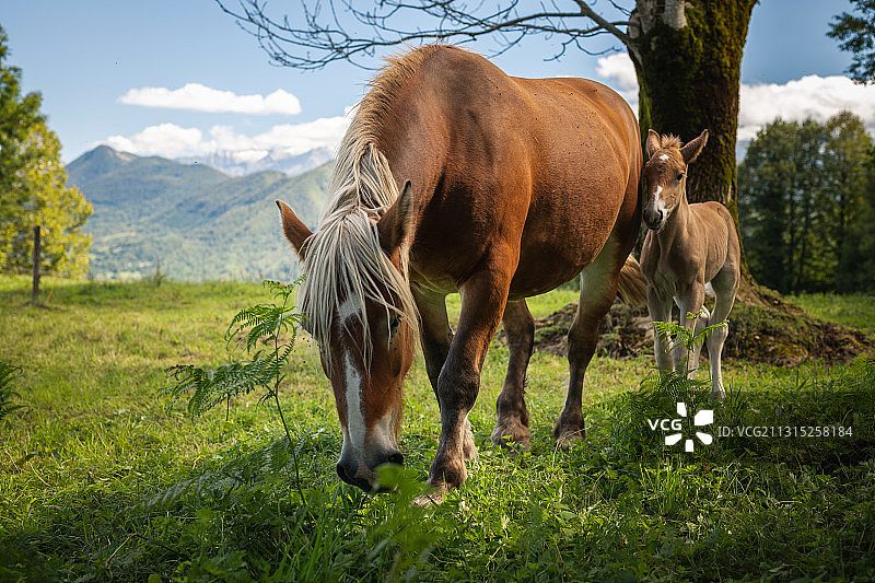 两匹马在草原上吃草图片素材