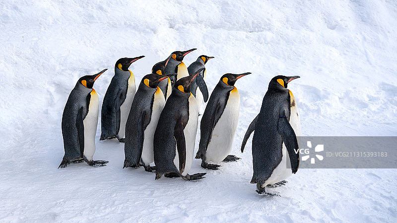 南极企鹅群特写图片素材