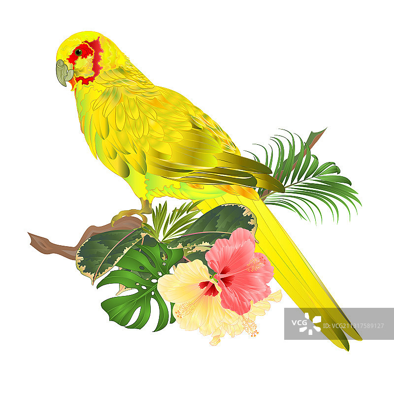 在树枝上的黄印度环颈鸟鹦鹉图片素材