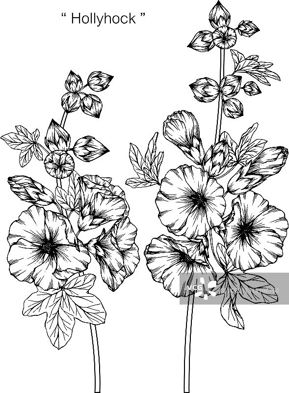蜀葵花和叶手绘植物图片素材