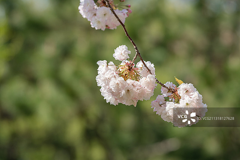 春天公园里盛开的日本樱花图片素材