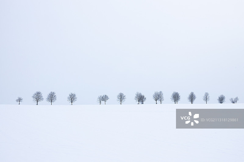 德国，白雪覆盖的田野上的树木映衬着天空图片素材