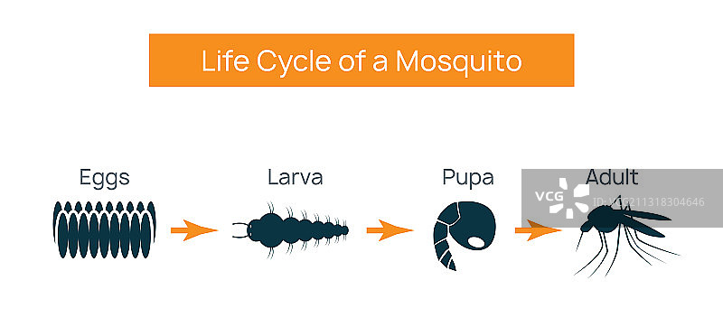 蚊子生命周期昆虫水繁殖卵图片素材