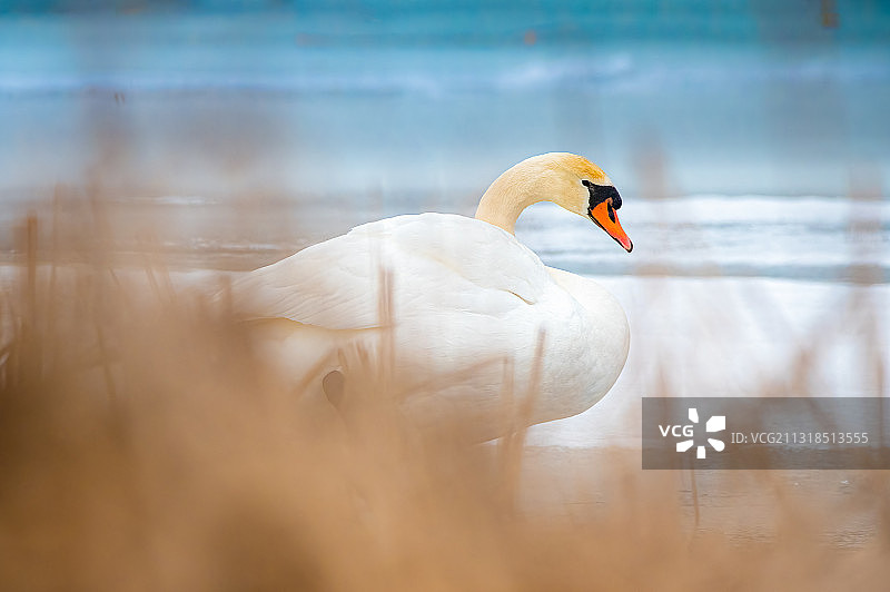 沉默的天鹅在湖上游泳的特写图片素材